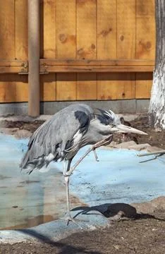 A common heron (Ardea cinerea) Stock Photos