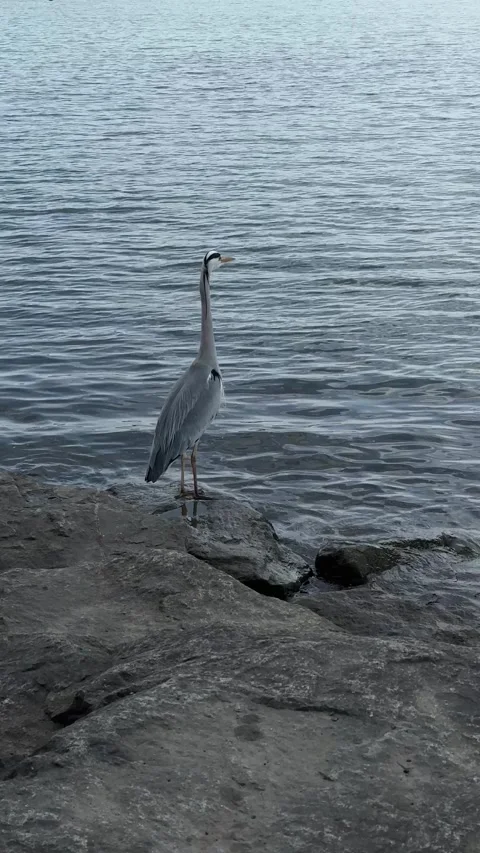 The common heron, Ardea cinerea, stands and then slowly gracefully goes Stock Footage 274801373