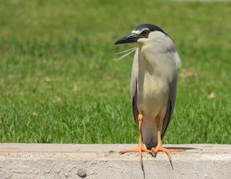 Common heron bird Foto stock