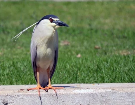 Common heron bird Stock Photos
