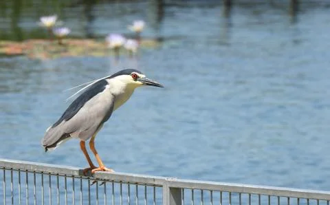 Common heron bird Stock Photos