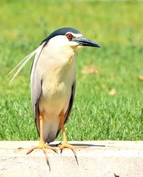 Common heron bird Stock Photos