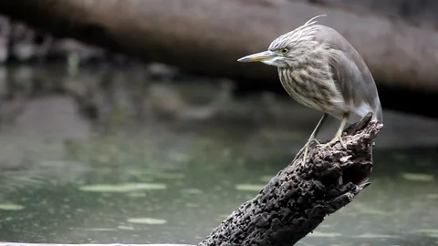 Common Heron Bird Sitting on a Log of Wood in Water Video stock 86733633