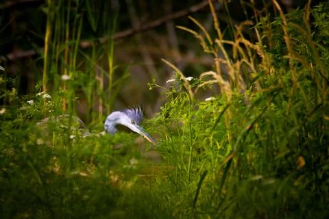 Common heron Stock Photos
