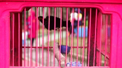 A Common Hill Myna Stock Footage 229822167