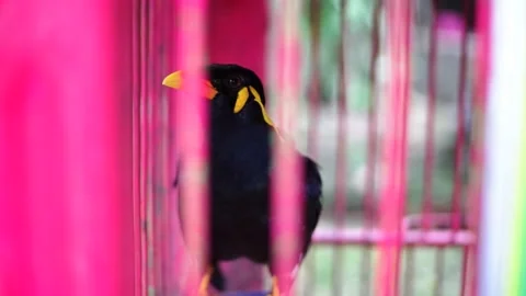 A Common Hill Myna Stock Footage 229822171