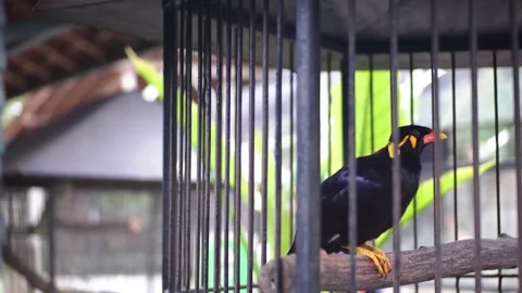 A Common Hill Myna Stock Footage 229822172