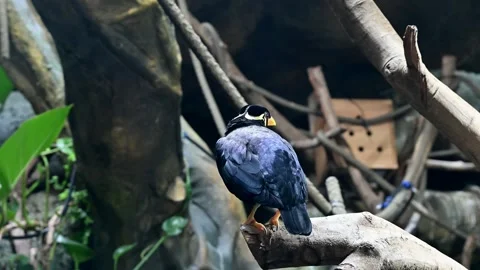 A Common hill myna standing on a branch Stock Footage 336902942