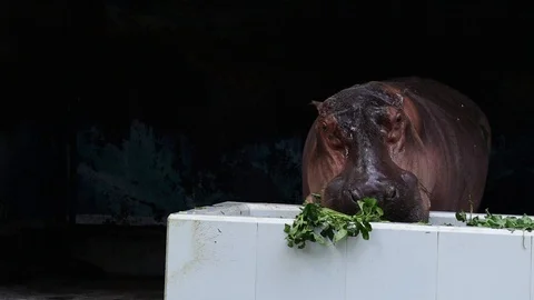 Common Hippopotamus Video stock 119249051