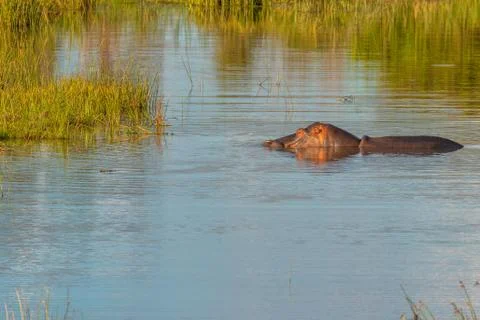 The common hippopotamus (Hippopotamus amphibius) at sunset. Stock Photos