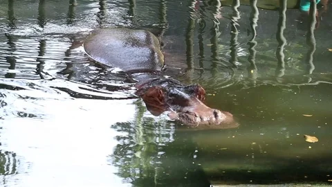 Common Hippopotamus (Kuda Nil) Video stock 119249688