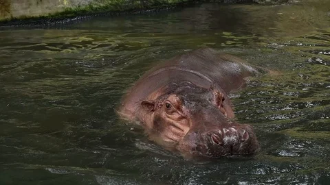 Common Hippopotamus (Kuda Nil) Stock Footage 119435594