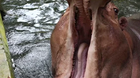 Common Hippopotamus (Kuda Nil) 스톡 동영상 119435672