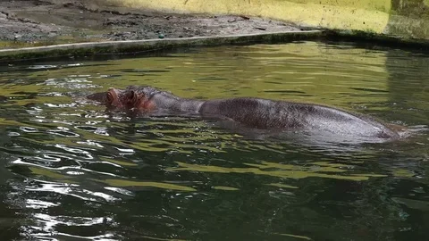 Common Hippopotamus (Kuda Nil) Stock Footage 119435692
