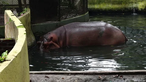Common Hippopotamus (Kuda Nil) 스톡 동영상 119669953