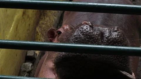 Common Hippopotamus (Kuda Nil) Vídeos de archivo 119670053