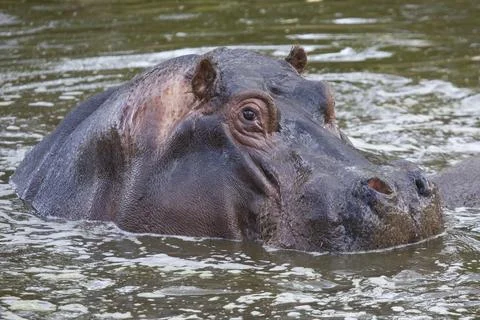 Common Hippopotamus Stock Photos