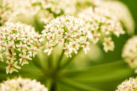 Common hog,weed, flower Stock Photos