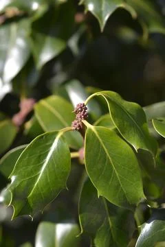 Common Holly Stock Photos