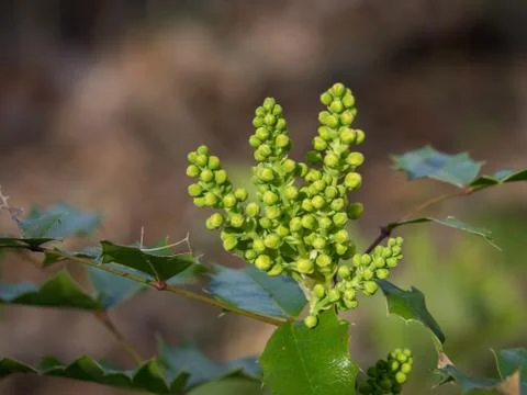 Common holly in the spring Stock Photos