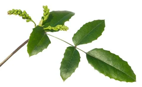 Common holly in the spring on white Stock Photos