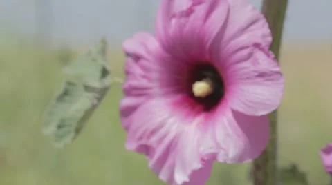 Common hollyhock Stock Footage 43863000