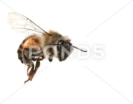 Common honeybee on white background Stock Photos