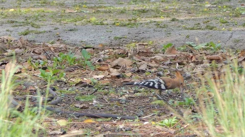 Common Hoopoe bird in nature. Stock Footage 111447264