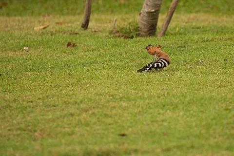 A Common Hoopoe Displaying Stock Photos