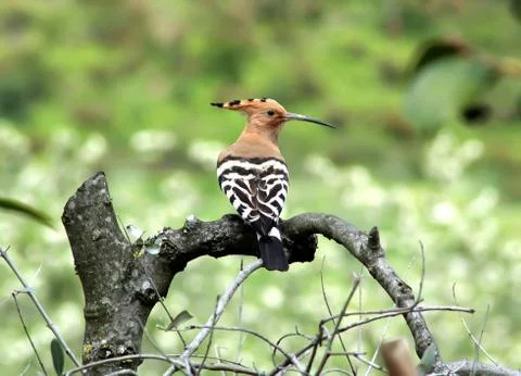 Common Hoopoe 스톡 사진