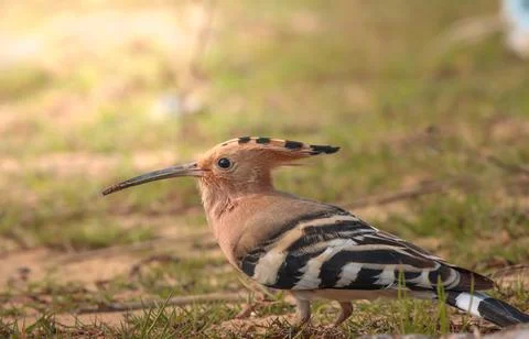 Common Hoopoe Stock Photos