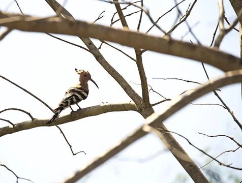 A Common Hoopoe (Upupa epops) Stock Photos