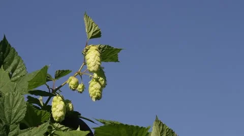 Common Hop Stock Footage 22325084