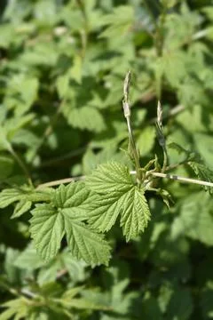 Common hop Stock Photos