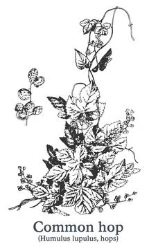 Common hop. Vector hand drawn plant. Vintage medicinal plant sketch. Stock Illustration