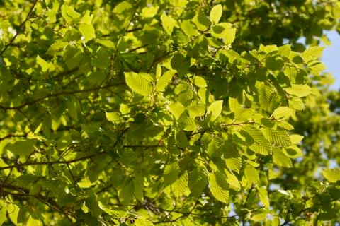 Common hornbeam Stock Photos