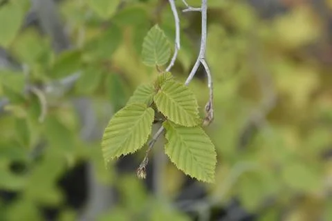 Common hornbeam Stock Photos