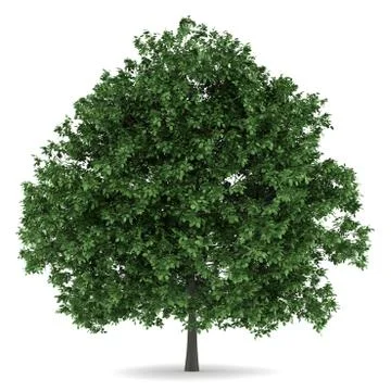 Common hornbeam tree isolated on white background Stock Illustration