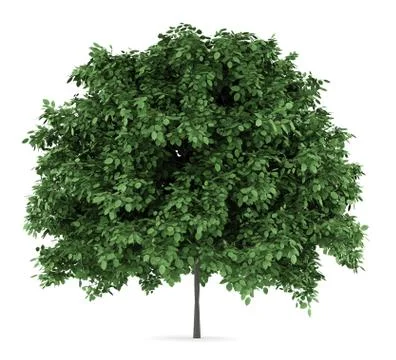 Common hornbeam tree isolated on white background Stock Illustration