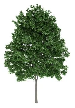 Common hornbeam tree isolated on white background Stock Illustration