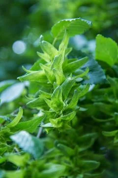 Common hornbeam tree Stock Photos
