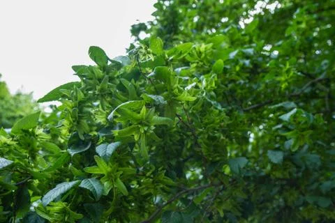 Common hornbeam tree Stock Photos
