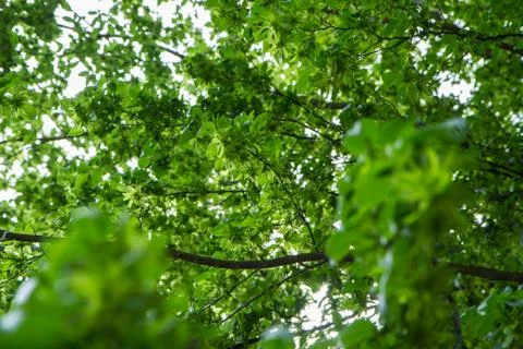 Common hornbeam tree Stock Photos