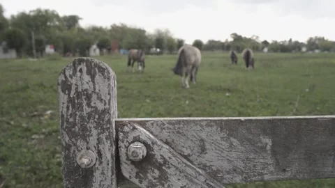 Common horses Stock Footage 131338707