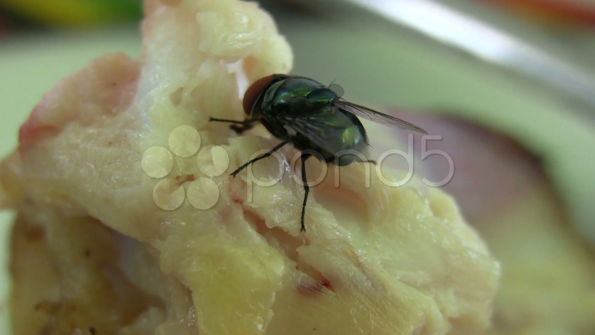 Common House Fly EATING Spreading Diseas, Stock Video