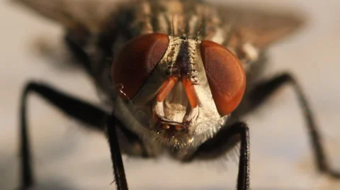 Common House fly. Stock Footage 36309977
