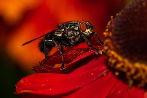 Common house fly macro image on a red flower Foto stock