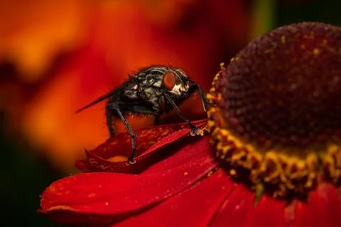 Common house fly macro image on a red flower Stock Photos