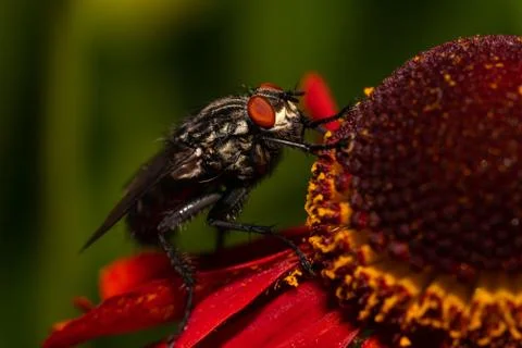 Common house fly macro image on a red flower Stock Photos