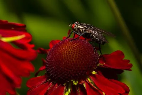 Common house fly macro image on a red flower Stock Photos